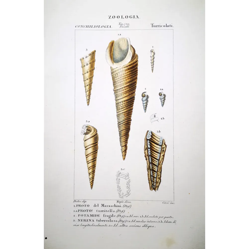 Shells: Proto, Potamide, Nerina  Antique Print by Pretre