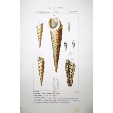 Shells: Proto, Potamide, Nerina  Antique Print by Pretre