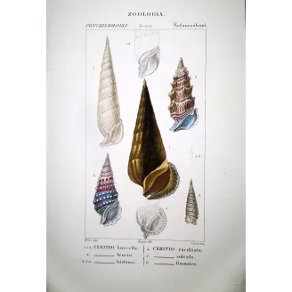 Ceritio Shells  Antique Marine Engraving by Pretre