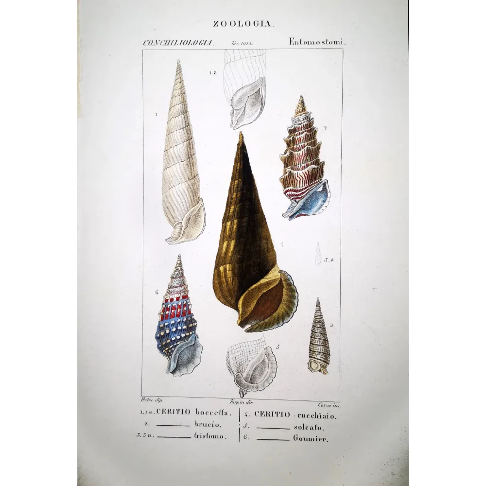 Ceritio Shells  Antique Marine Engraving by Pretre