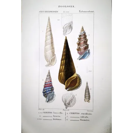 Ceritio Shells  Antique Marine Engraving by Pretre