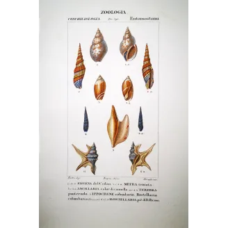 Antique Shells: Eburna, Mitra, Terebra  Pretre