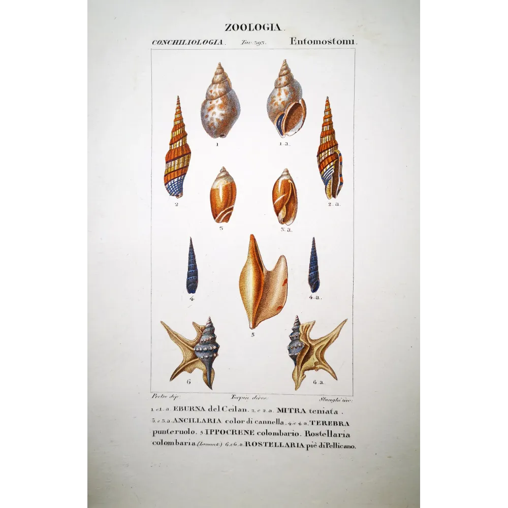 Antique Shells: Eburna, Mitra, Terebra Pretre Antique Shells: Eburna, Mitra, Terebra Pretre