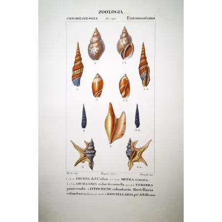 Antique Shells: Eburna, Mitra, Terebra  Pretre