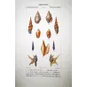 Rostellaria and Mitra Shells (Rostellaria colombaria, Mitra teniata) – Original hand-colored engraving by  Prêtre, Antique Print