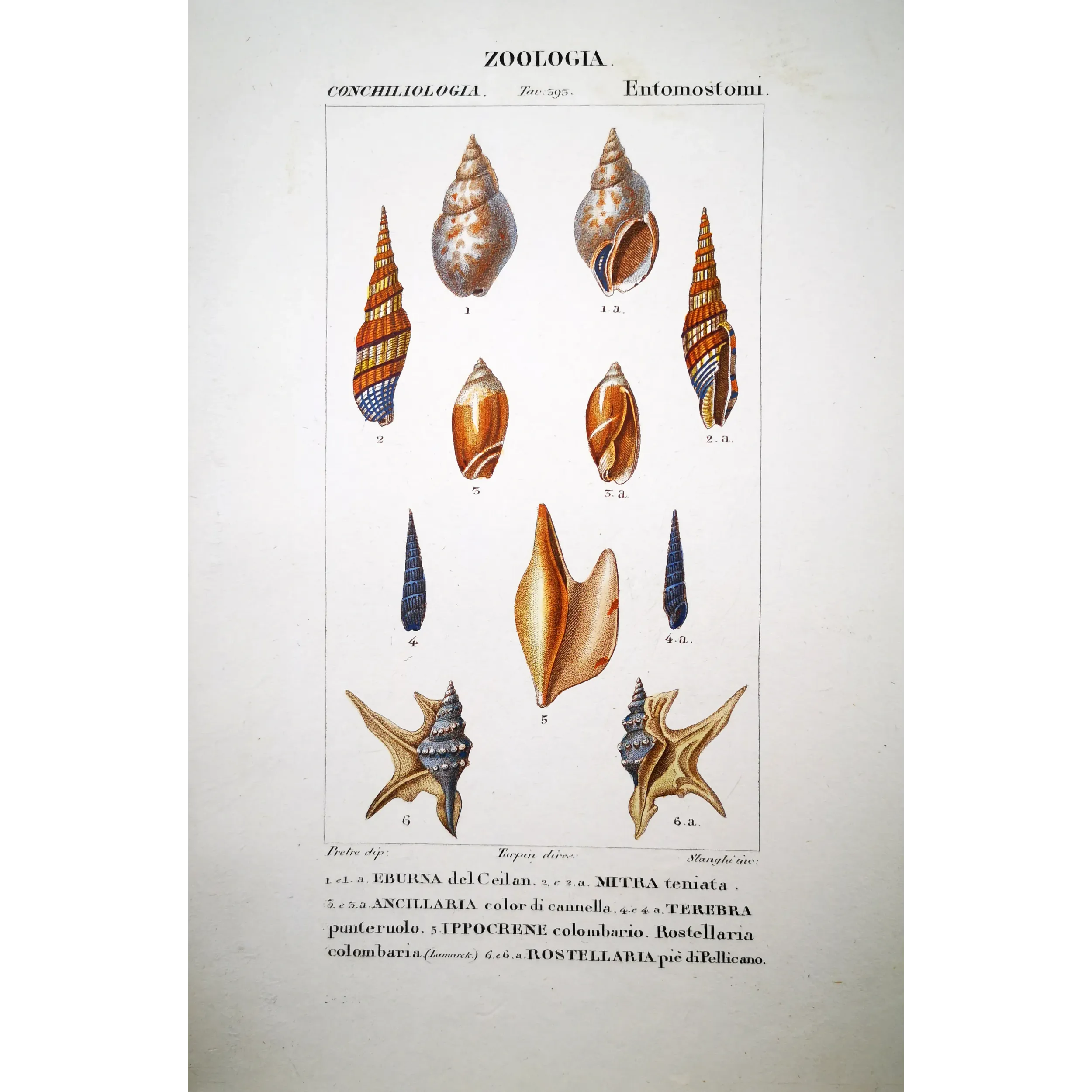 Rostellaria Shells – Prêtre, Antique Hand-Colored Engraving