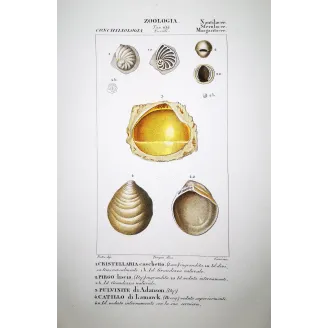 cristellaria-pirgo-pulvinite-catillo-shells-pretre