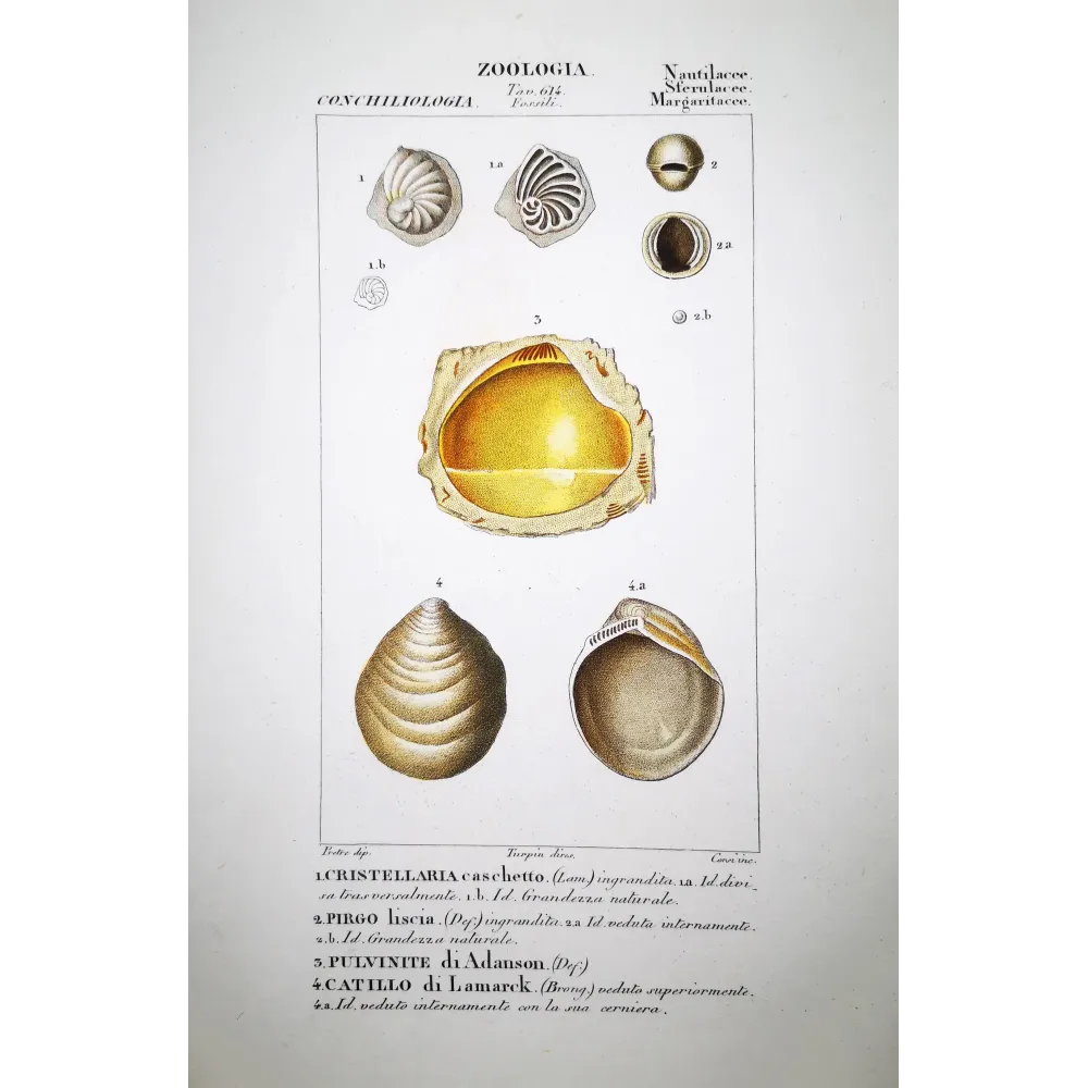 cristellaria-pirgo-pulvinite-catillo-shells-pretre