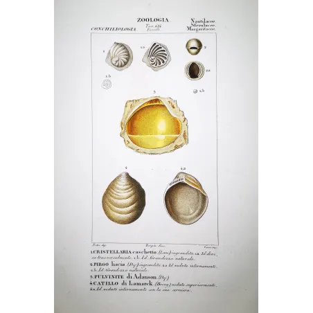 cristellaria-pirgo-pulvinite-catillo-shells-pretre