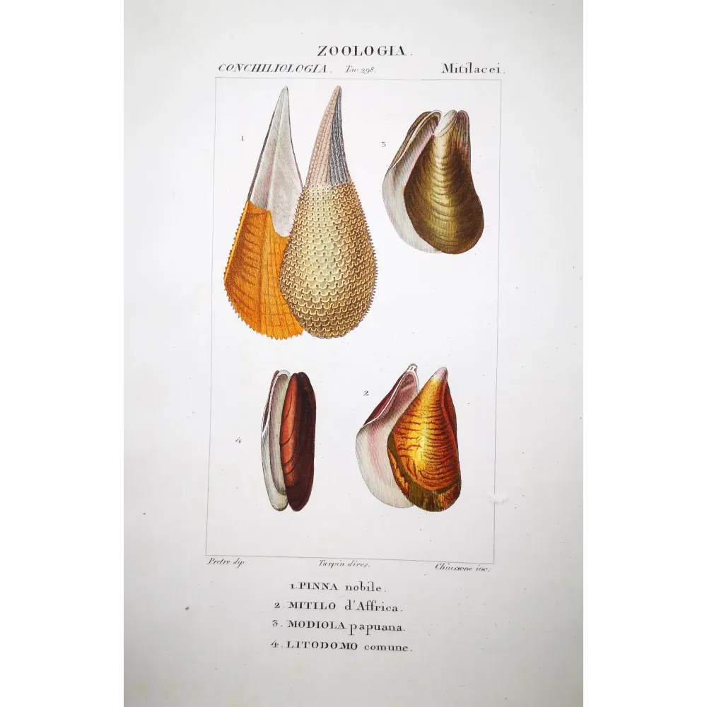 pinna-mitilo-modiola-litodomo-shells-pretre pinna-mitilo-modiola-litodomo-shells-pretre