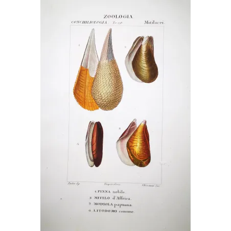 pinna-mitilo-modiola-litodomo-shells-pretre