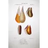 Pinna nobile and Mitilacei Shells (Pinna nobilis, Modiola papuana) – Original hand-colored engraving by Prêtre, Antique Print