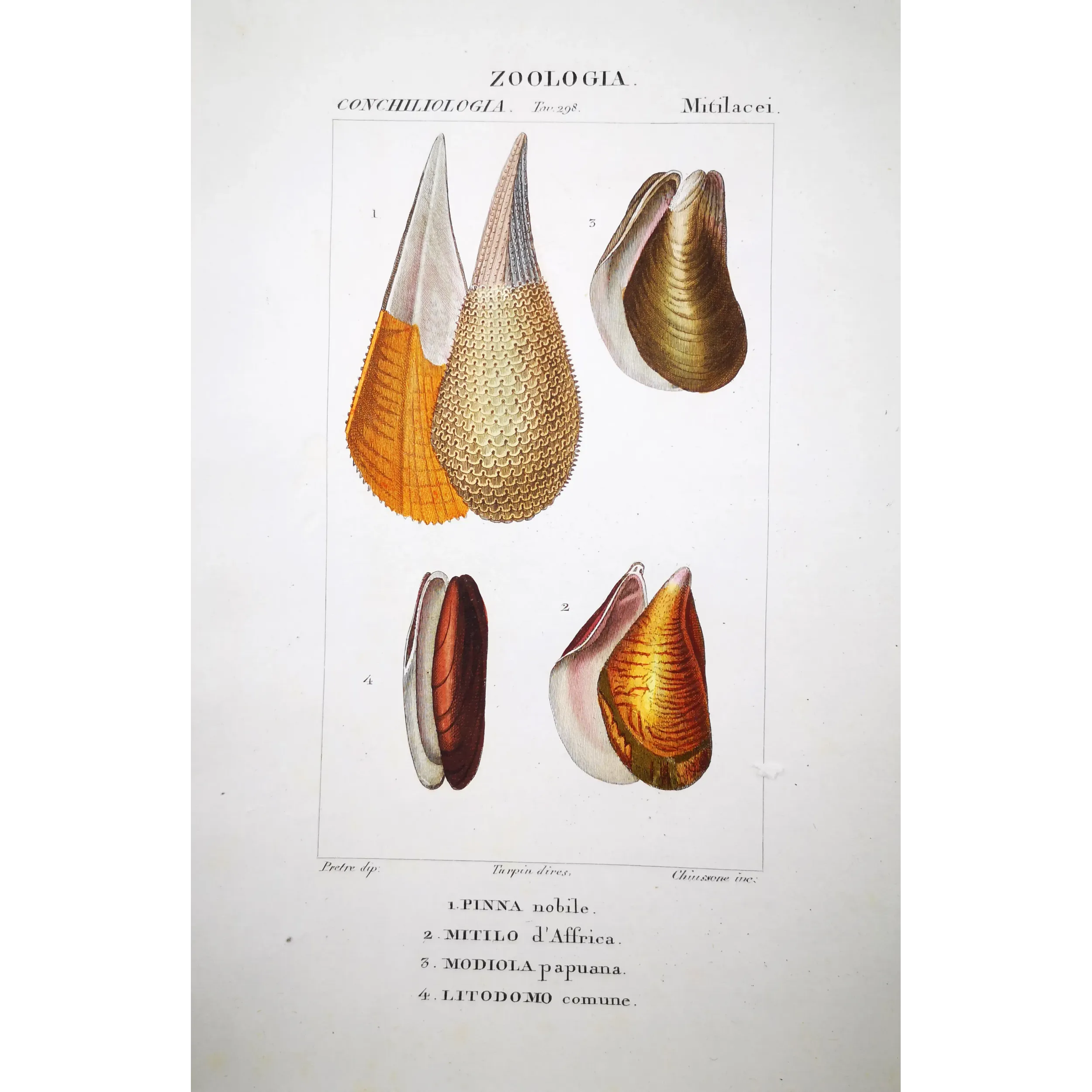 Pinna nobilis – Prêtre, Antique Hand-Colored Engraving