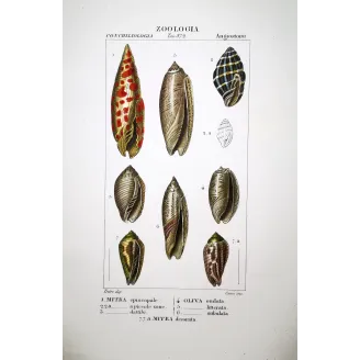 mitra-oliva-terebra-antique-shells-pretre