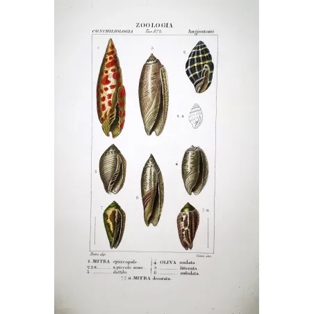 mitra-oliva-terebra-antique-shells-pretre