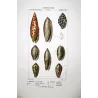 Mitra episcopale and Oliva ondulata Shells – Original hand-colored engraving by Prêtre, Antique Print