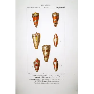 conus-mitra-ermellino-rombo-shells-pretre