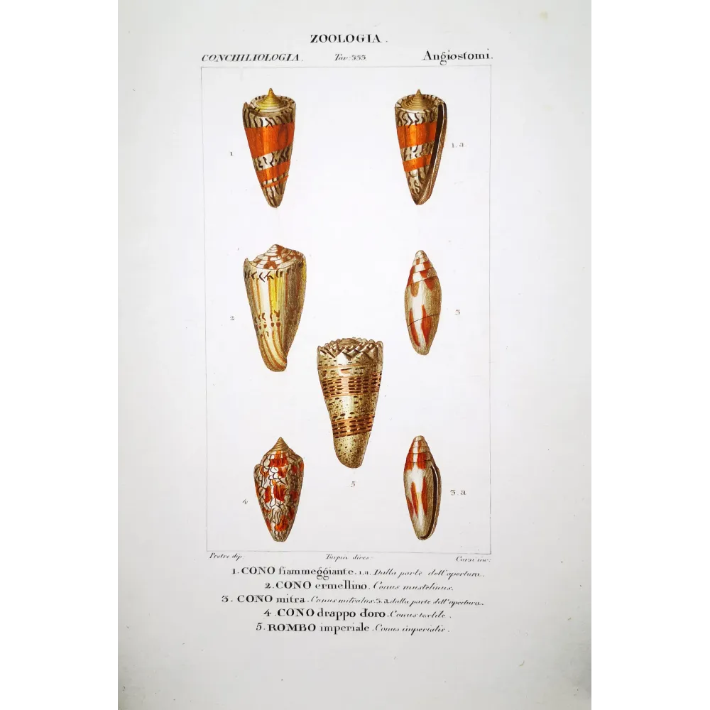 conus-mitra-ermellino-rombo-shells-pretre conus-mitra-ermellino-rombo-shells-pretre