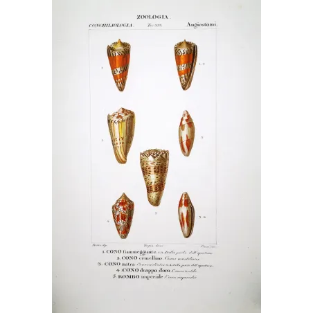 conus-mitra-ermellino-rombo-shells-pretre