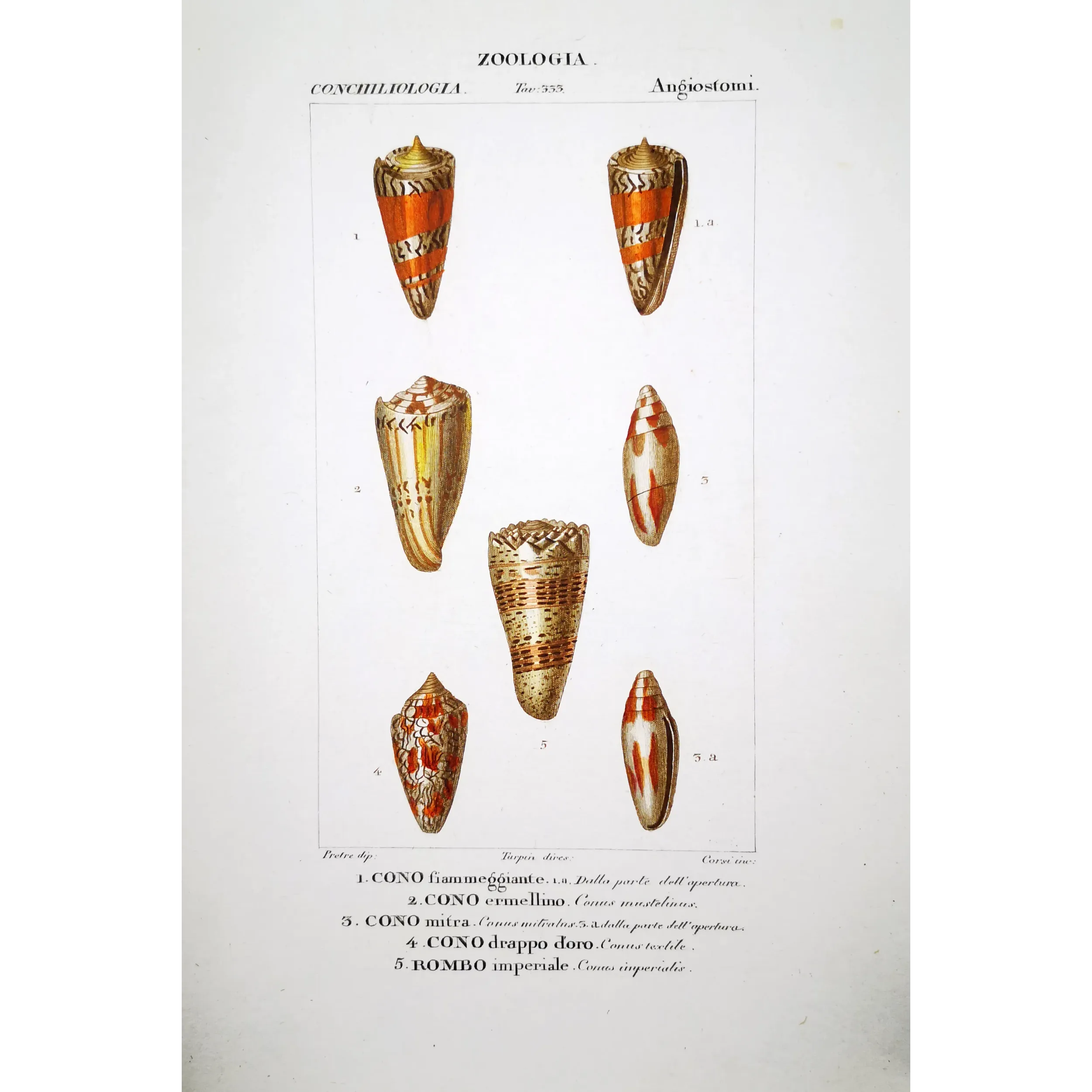 Conus textile – Prêtre, Antique Hand-Colored Engraving
