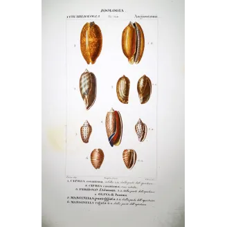 ciprea-peribolo-marginella-shells-pretre