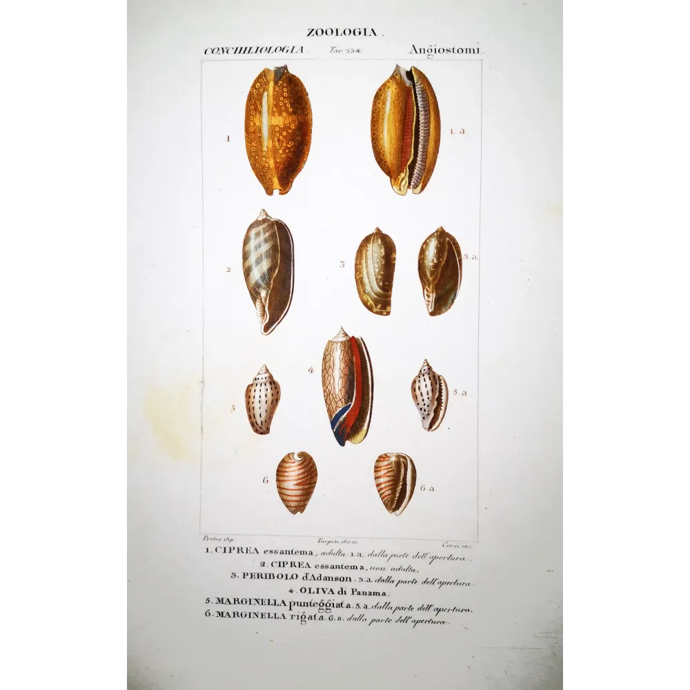 ciprea-peribolo-marginella-shells-pretre ciprea-peribolo-marginella-shells-pretre