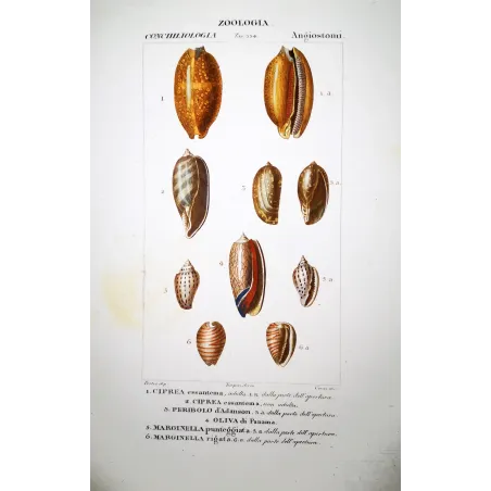 ciprea-peribolo-marginella-shells-pretre