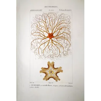 Euryale asperrima - Feather star antique engraving by Prêtre