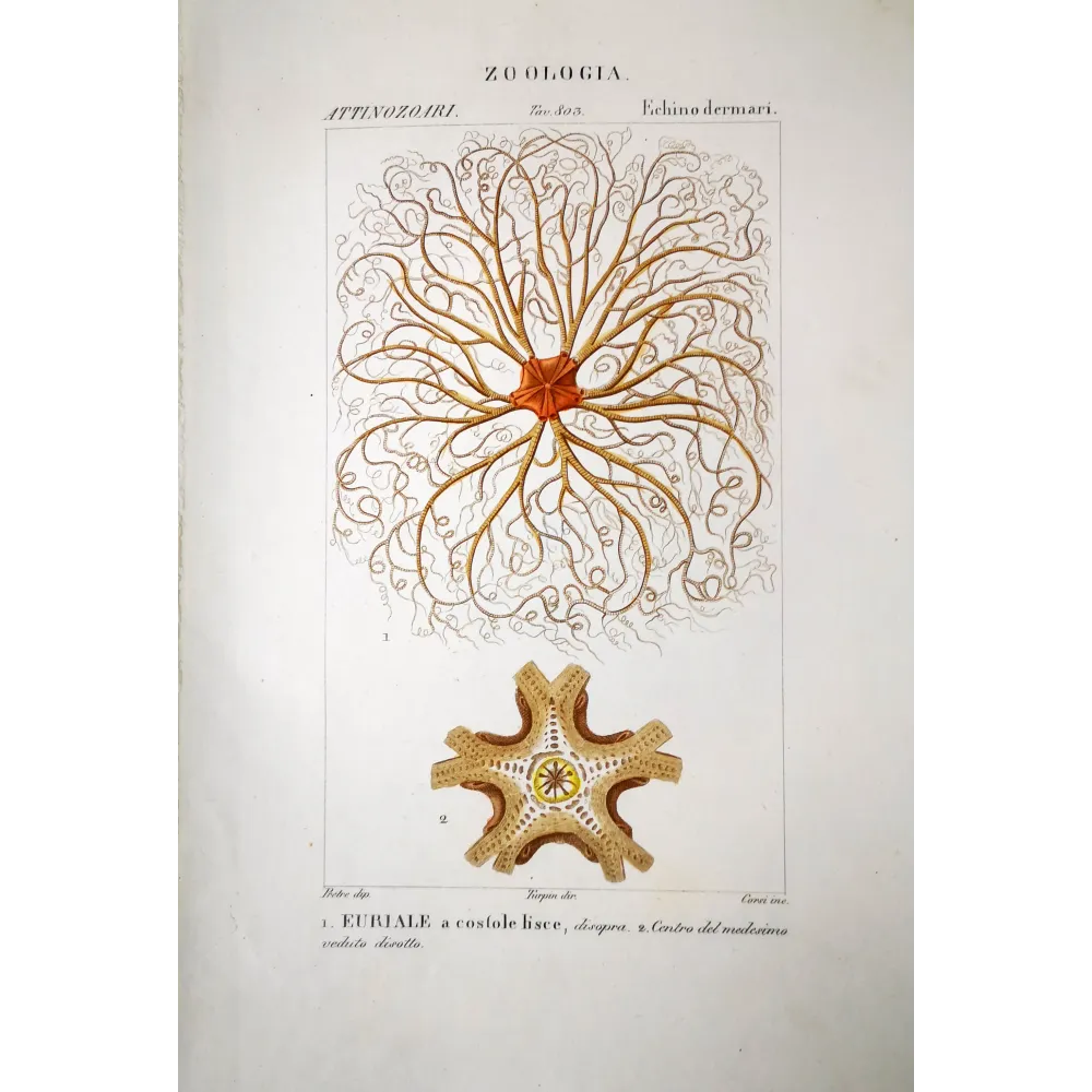 Euryale asperrima - Feather star antique engraving by Prêtre Euryale asperrima - Feather star antique engraving by Prêtre