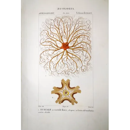 Euryale asperrima - Feather star antique engraving by Prêtre