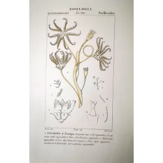 Encrinus liliiformis - Antique crinoid engraving by Prêtre