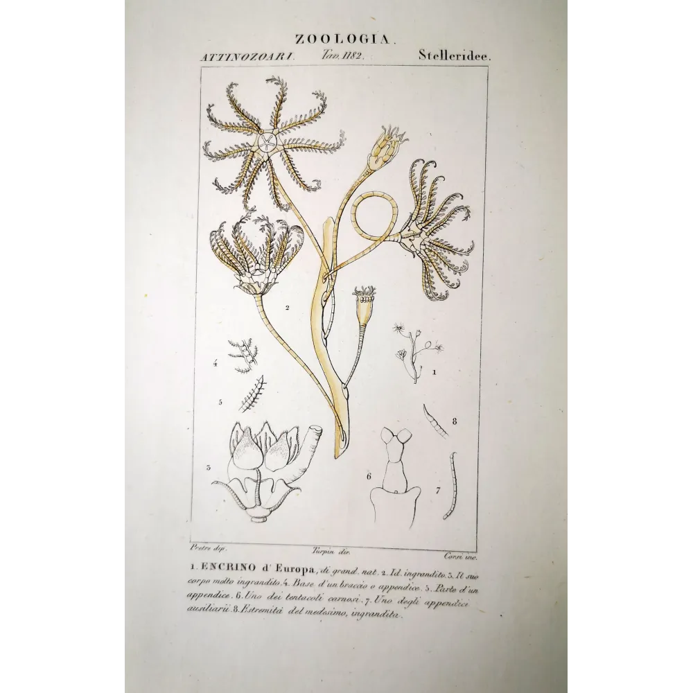 Encrinus liliiformis - Antique crinoid engraving by Prêtre Encrinus liliiformis - Antique crinoid engraving by Prêtre