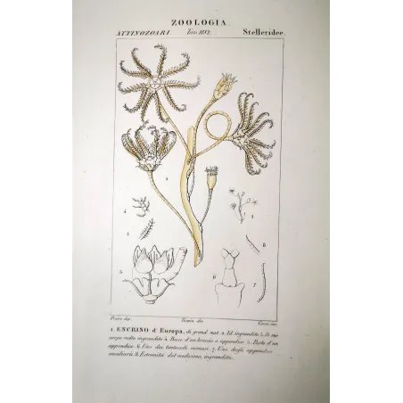 Encrinus liliiformis - Antique crinoid engraving by Prêtre