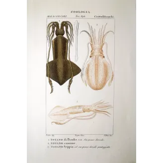 sea creature, squid, totano, loligo, 19th century engraving, marine zoology, Pretre, cephalopod