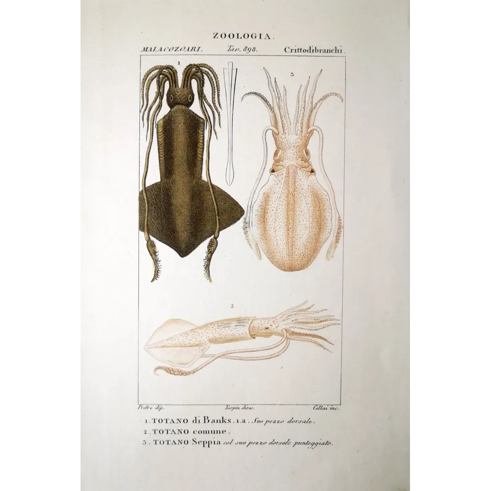 sea creature, squid, totano, loligo, 19th century engraving, marine zoology, Pretre, cephalopod sea creature, squid, totano, loligo, 19th century engraving, marine zoology, Pretre, cephalopod
