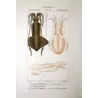 Banks Squid (*Loligo banksii*) Original hand-colored engraving by Prêtre (c.1835)