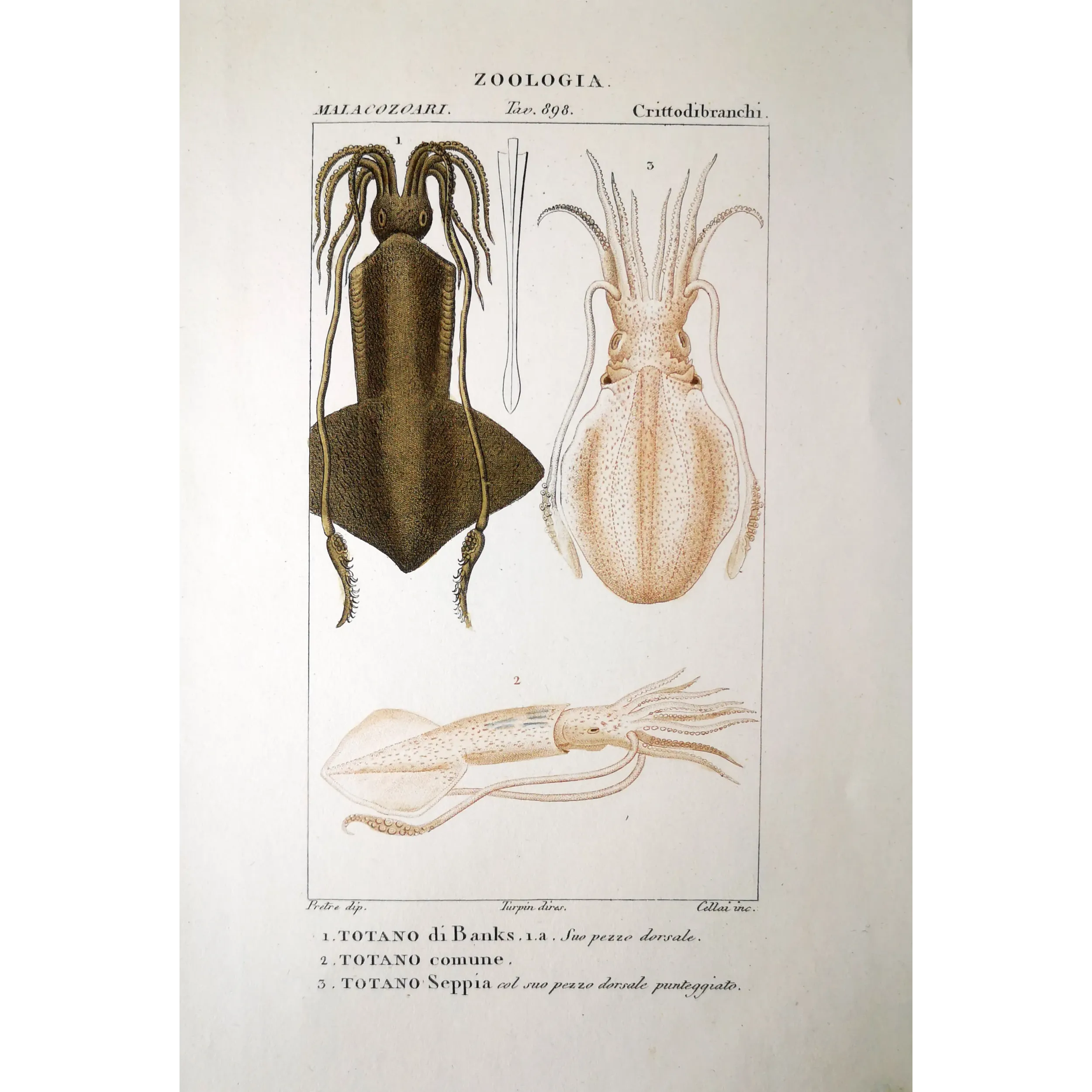 Antique Marine Engraving – Pierre Antoine Prêtre – Banks Squid
