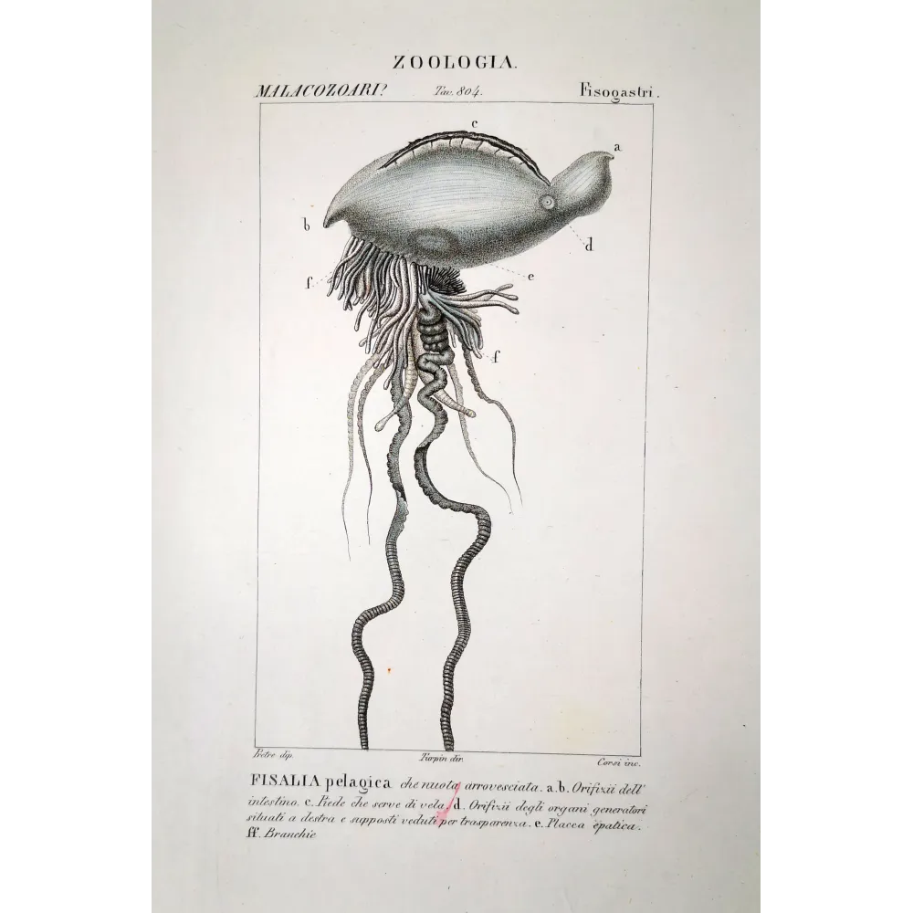 sea creature, physalia, man o war, marine biology, antique zoology print, Pretre, siphonophore sea creature, physalia, man o war, marine biology, antique zoology print, Pretre, siphonophore
