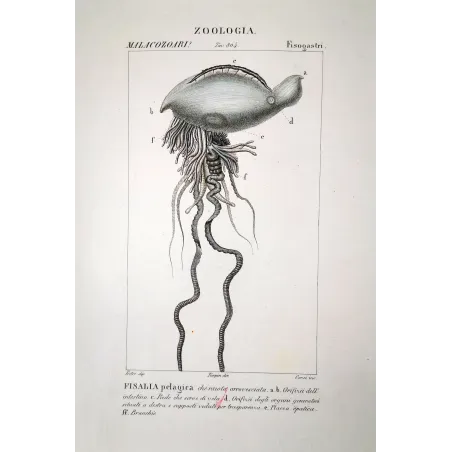 sea creature, physalia, man o war, marine biology, antique zoology print, Pretre, siphonophore