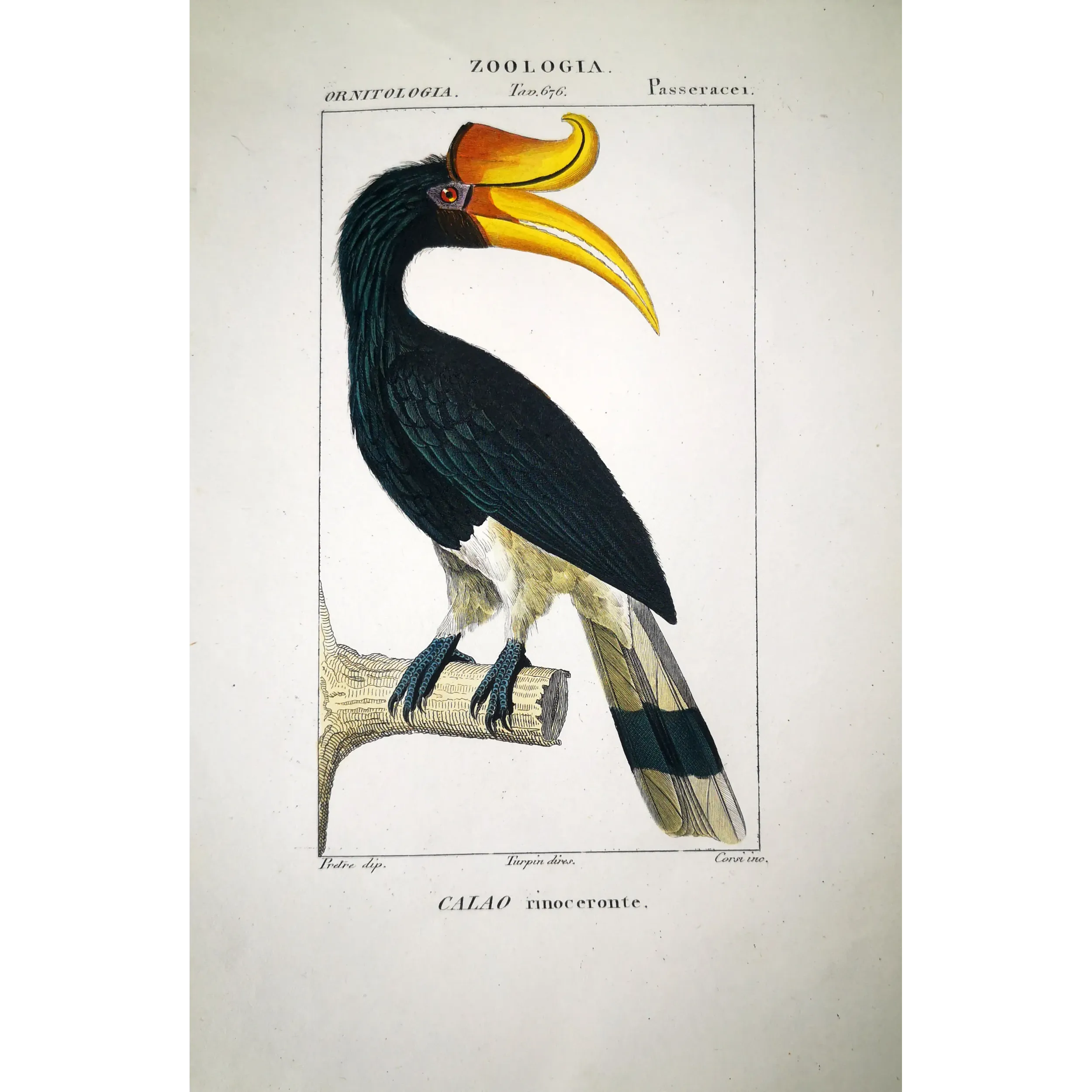 Antique Print by Pierre Antoine Prêtre – Rhinoceros Hornbill (Buceros rhinoceros)