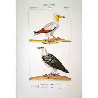 Neophron Percnopterus - Egyptian Vulture  original hand-colored engraving by Prêtre