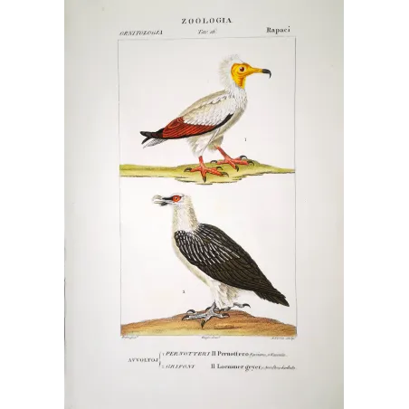 Neophron Percnopterus - Egyptian Vulture  original hand-colored engraving by Prêtre