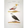 Egyptian Vulture & Bearded Vulture (*Gypaetus barbatus*) Original hand-colored Antique Print by Prêtre (c.1835)