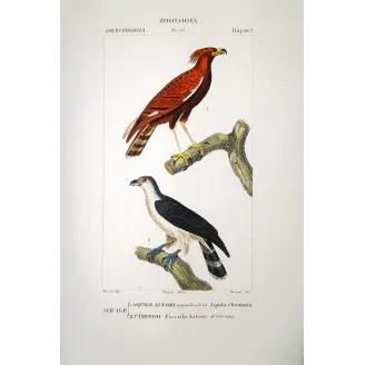 Spizaetus Ornatus - Ornate Hawk-Eagle  original hand-colored engraving - Prêtre