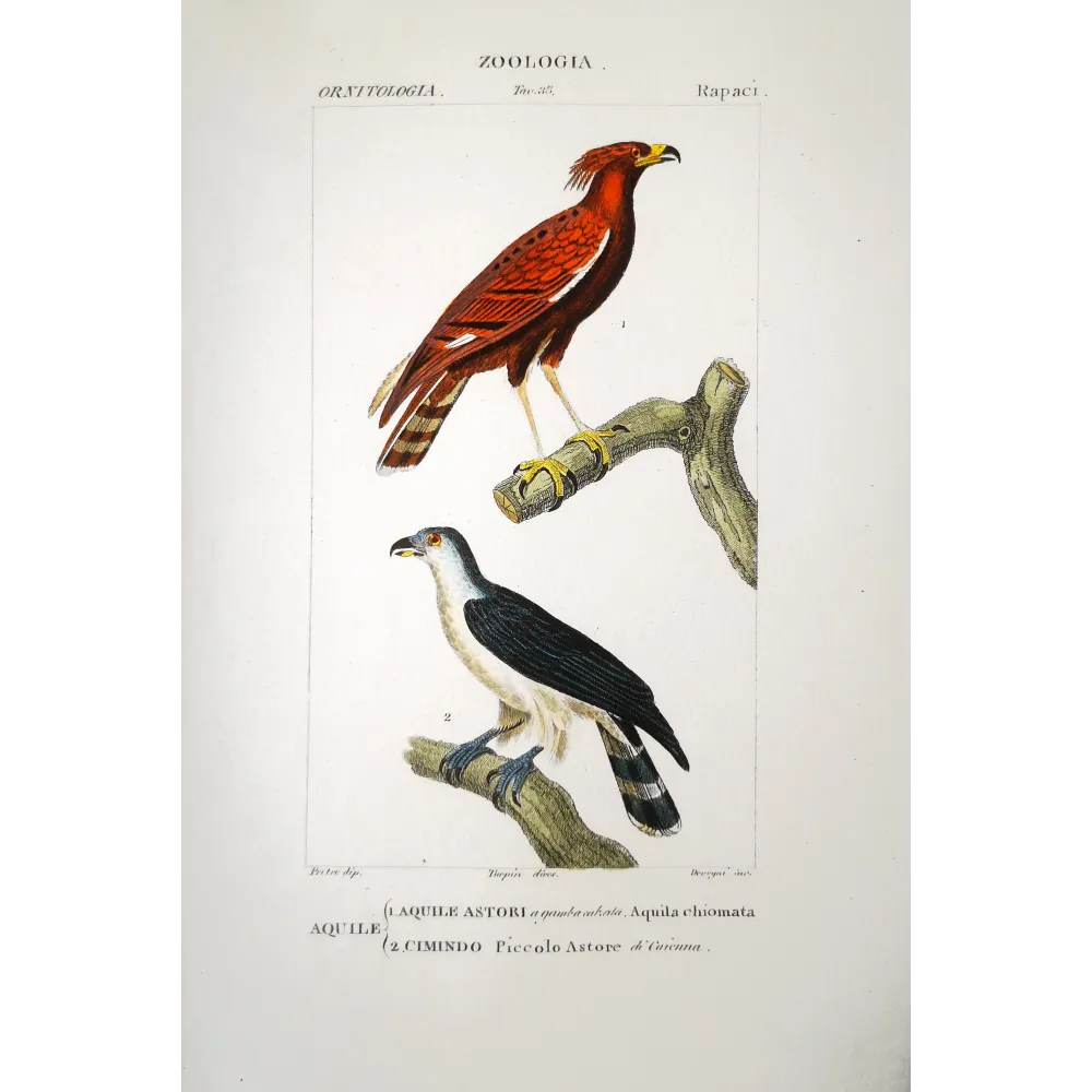 Spizaetus Ornatus - Ornate Hawk-Eagle original hand-colored engraving - Prêtre Spizaetus Ornatus - Ornate Hawk-Eagle original hand-colored engraving - Prêtre