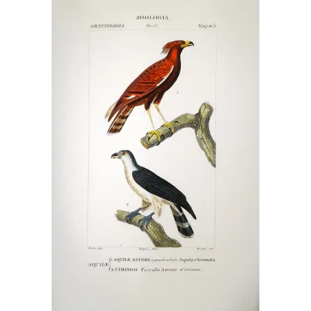 Spizaetus Ornatus - Ornate Hawk-Eagle  original hand-colored engraving - Prêtre