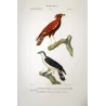 Ornate Hawk-Eagle (*Spizaetus ornatus*) & Little Goshawk (*Accipiter cirrocephalus*) Original hand-color Antique Print (c.1835)
