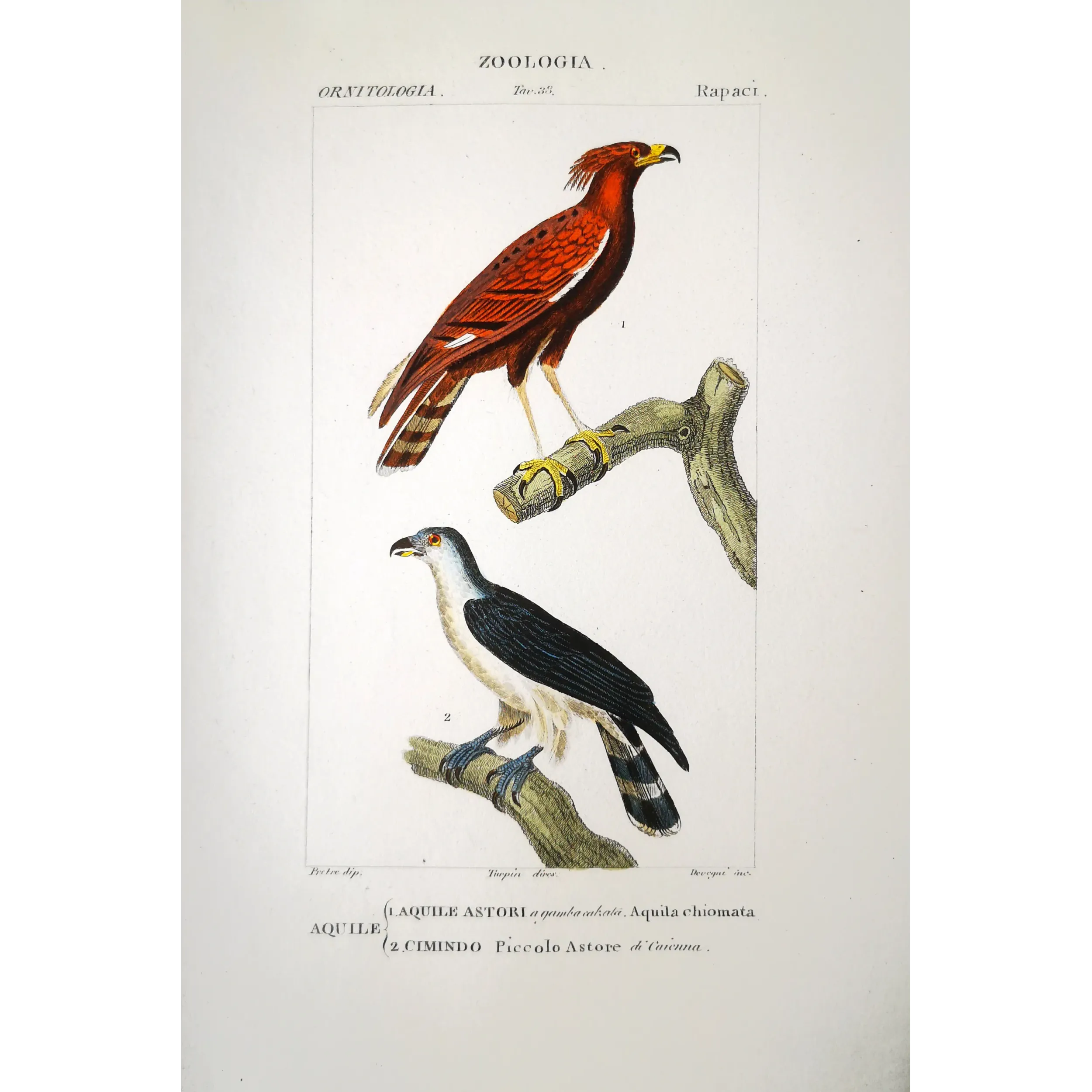 Antique Bird Engraving – Pierre Antoine Prêtre – Ornate Hawk-Eagle