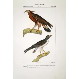 Pernis Apivorus - Honey Buzzard original hand-colored engraving by Prêtre