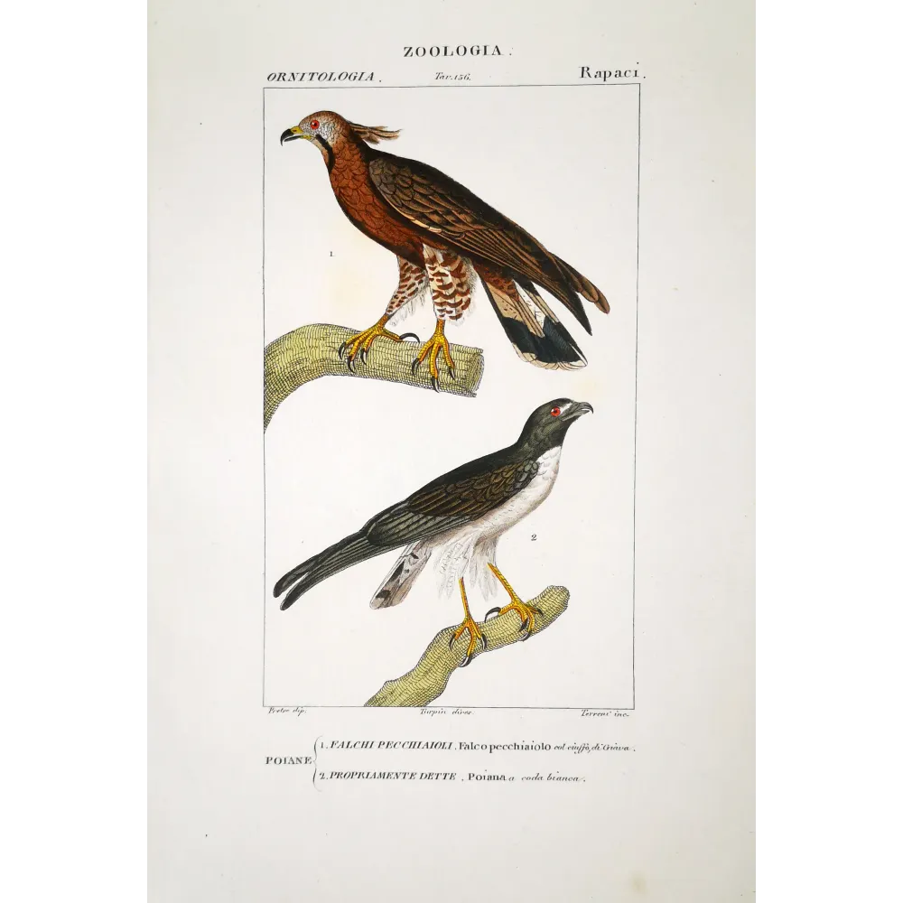 Pernis Apivorus - Honey Buzzard original hand-colored engraving by Prêtre